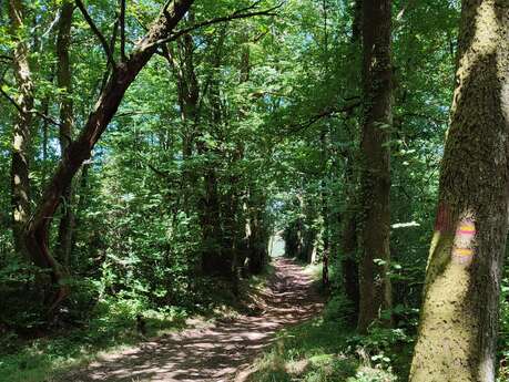 GR®de Pays Monts et Barrages en Limousin – Boucle Entre Combade et Briance – Variante d’Eymoutiers - Étape 3 - Saint-Méard à Châteauneuf-la-Forêt