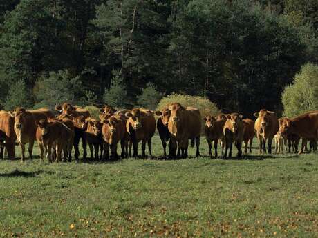 Viande bovine du GAEC du Mazardy