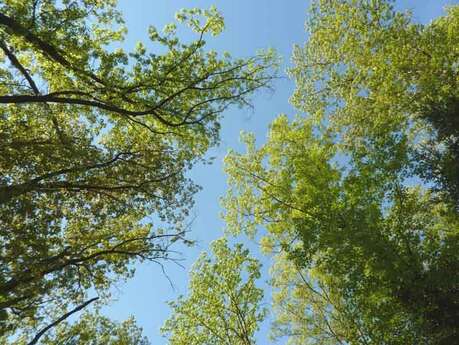 Forêt des Vaseix sentier le tour du grand bois