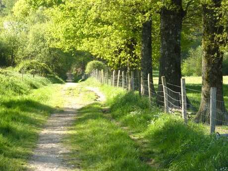 Forêt des Vaseix sentier la promenade de Chamberet