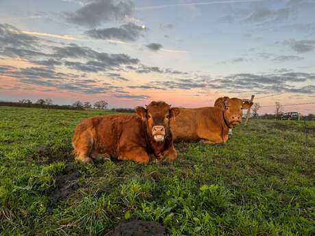 Ferme de la vallée des vaches - Veau rosé