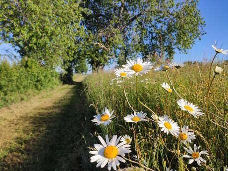 GRP®Monts et Barrages en Limousin - Boucle Entre Combade et Briance - Etape 3 - De Saint-Méard à Châteauneuf-la-Forêt
