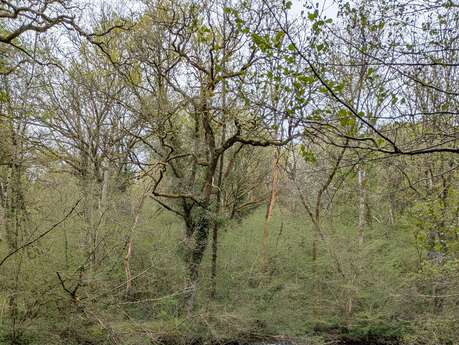 Les chênes qui dansent