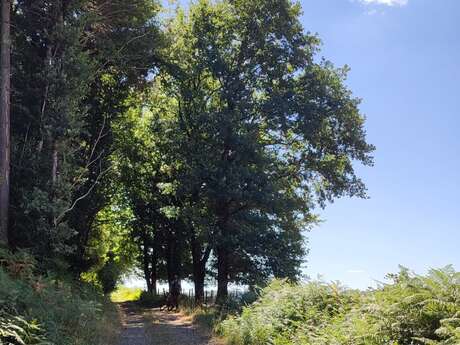GR®de Pays Monts et Barrages en Limousin – Boucle Entre Combade et Briance – Variante d’Eymoutiers - Étape 4 - Châteauneuf-la-Forêt à Eymoutiers