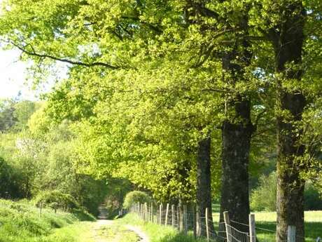 Forêt des Vaseix Sentier La promenade de l'étang