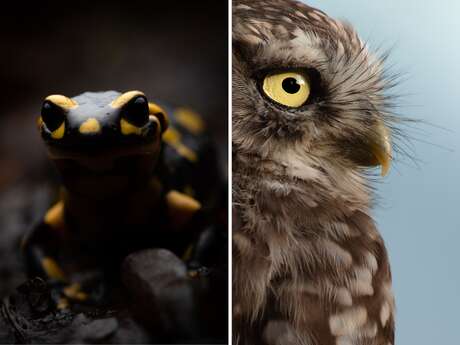 Exposition - Photographies Naturalistes