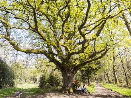 Vers le chêne de Bramefan