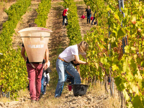 XXII ÈME FÊTE DES VENDANGES SOLIDAIRES
