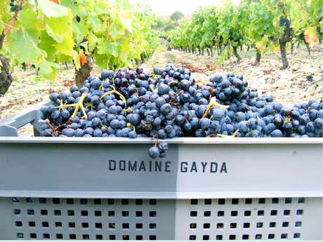 DOMAINE GAYDA