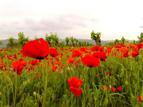 DOMAINE PLO ROUCARELS
