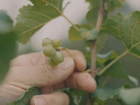 SOIRÉES PIQUE-NIQUE ET PATRIMOINE AU CŒUR DES VIGNES