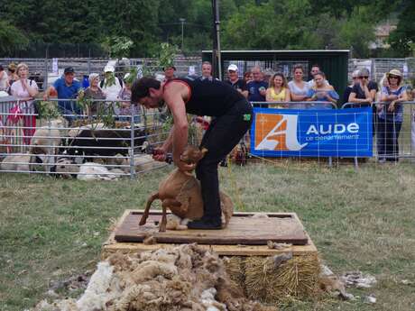 FOIRE AUX BESTIAUX DE MISSÈGRE