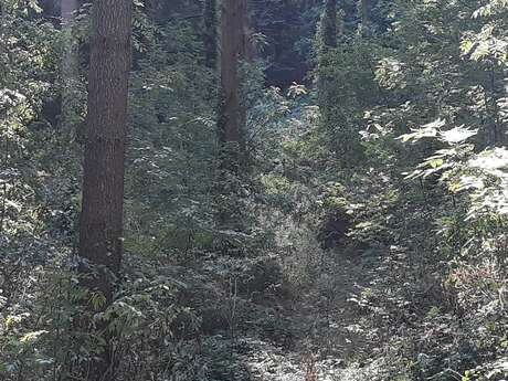 UNE SOIRÉE DANS LA FORÊT-JARDIN DE CAP-HEOL