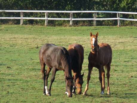 A travers les haras du Pays d'Auge - Départ : Lessard-et-le-Chêne