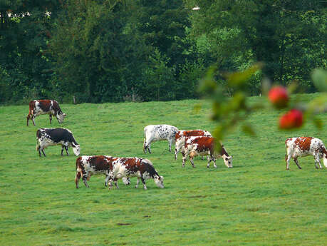 La Ferme des Pâtis: traditional Norman farm