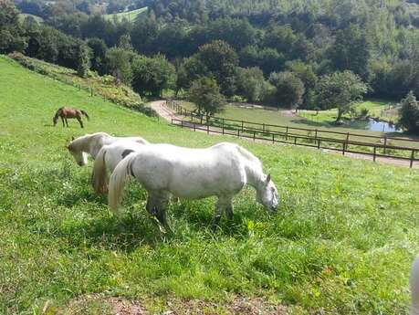 Equestrian center : Les chevaux de Marolles