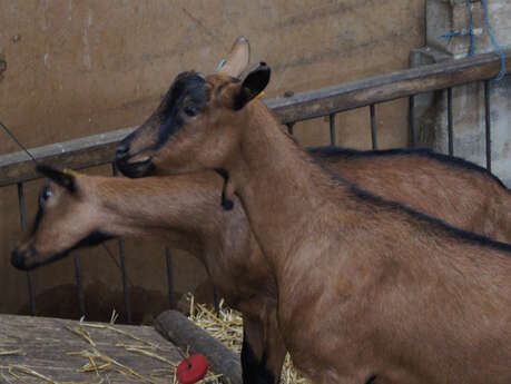 Noémie's goats: Farm goat cheese