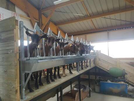 Traite des chèvres à la Ferme de la Chevrière