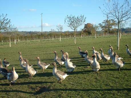 Ferme de Livet - Éleveurs et producteurs de foie gras d'oie et de canard, poulets.