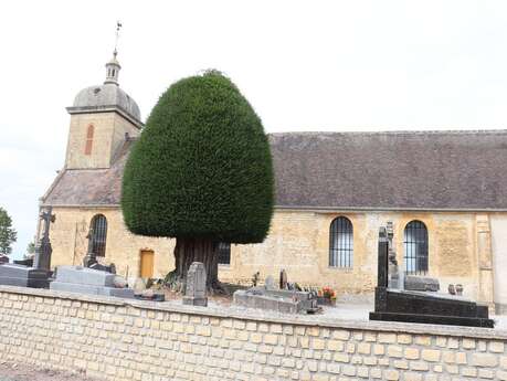 L'if de Hiéville - Départ : Sainte-Pierre-sur-Dives