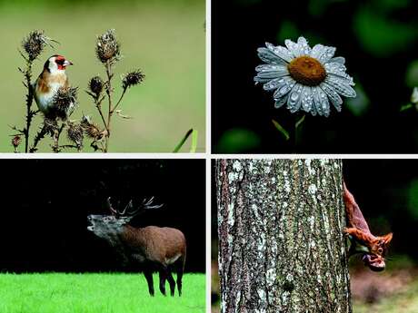 Exposition de photographies "Nature, Faune et Flore" de Nicole Mallet-Lemesnager au Village Fromager - Livarot