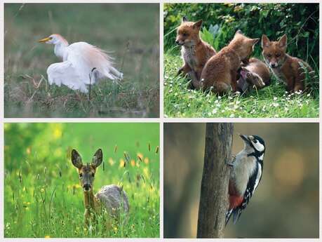 Exposition de photographies animalières d'Alain Martin au Village Fromager - Livarot