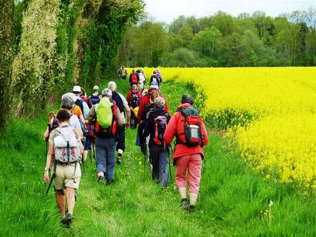 Marche organisée avec visite du haras de la Pommeraye - Auquainville