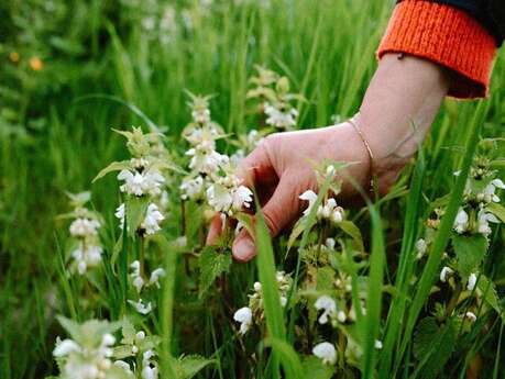 Cueillir et cuisiner les plantes sauvages