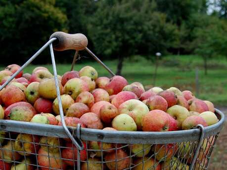 Visite-dégustation chez Calvados La Ribaude