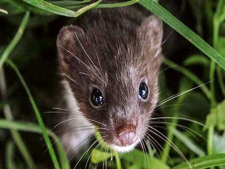 Exposition "La vie secrète des petites bêtes d'ici" - Livarot Exposition "La vie secrète des petites bêtes d'ici" - Livarot
