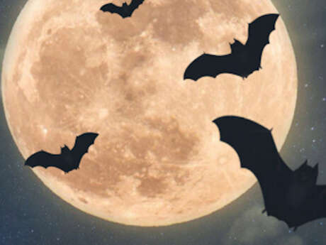 Nuit de la Chauve-souris au Château de Crévecoeur-en-Auge