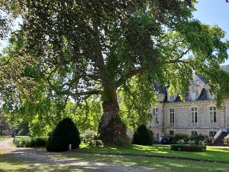 Le platane d'Orient du Château Le Kinnor - Le plus vieux platane de France