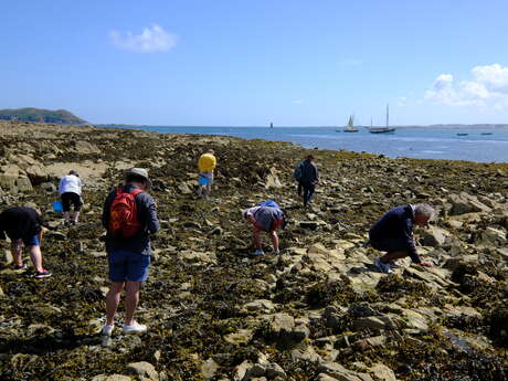 Découverte de la biodiversité de l'estran