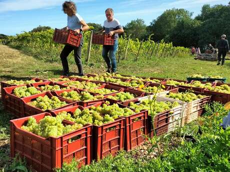 Visite des vignes de Beg Melen