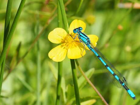 Libellules et papillons
