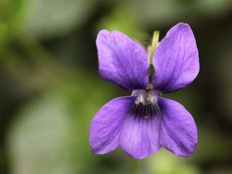 Université de la nature : initiation à la reconnaissance de la flore