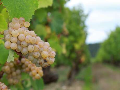 Conduite de la vigne et production de raisin en Bretagne