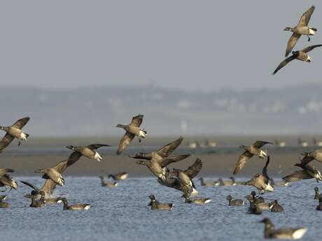 Journée mondiale des zones humides : les oiseaux hivernants