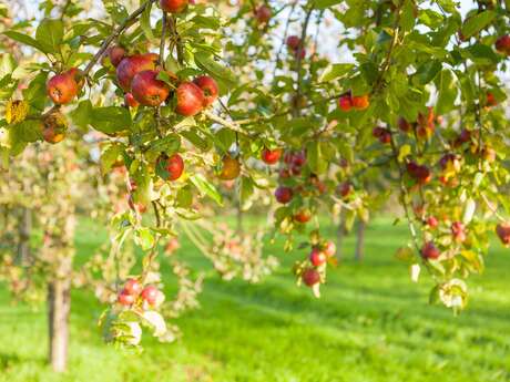 Distillerie Warenghem - Visite autour de la pomme
