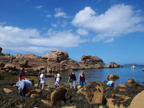Atelier cueillette et cuisine : Découverte des Algues