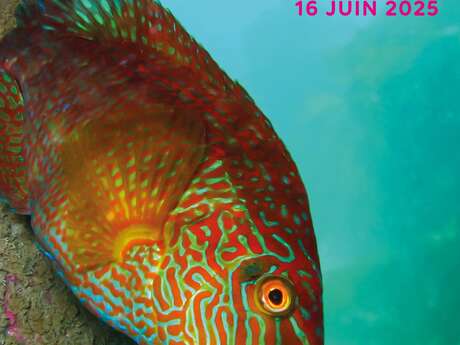 Expo photos de l'Association Polycera à l'Office de Tourisme  : "Immersion sous-marine"