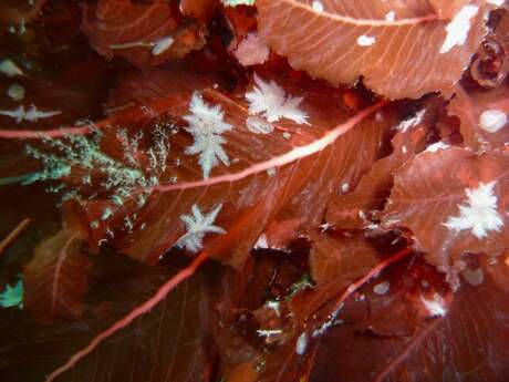 Couleurs sous-marines - Iimages des p'tites bêtes de nos côtes