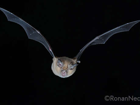 Sortie nocturne à l’écoute des chauves-souris
