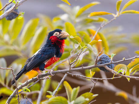 Projection conférence de Jean-Michel Lecat  " Sénagal, une biodiversité insoupçonnée"