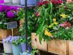 Foire aux plantes