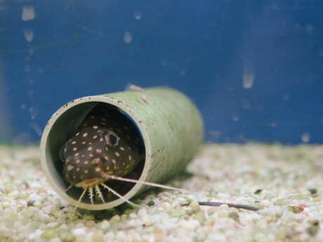 Vernissage et projections "Paysages du silence"