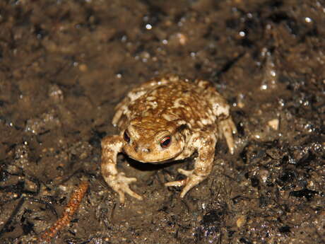 Journée mondiale des zones humides - La vie des zones humides de Poulloguer