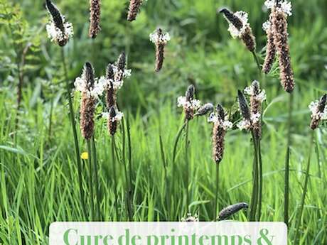 Herboristerie, plantes et conscience