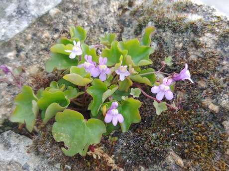 La nature dans la cité - Pays d'art et d'histoire et Journée Mondiale de la Biodiversité