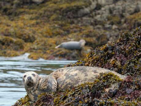 Faune et Flore Sauvage de Bretagne - Photographie